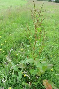 wild flowers