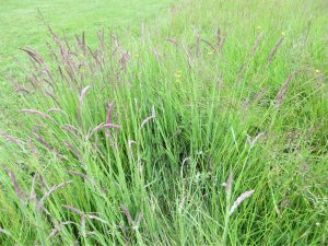 wild grass