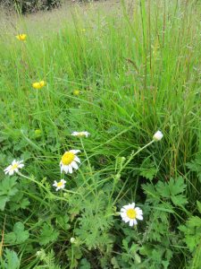 wild flowers