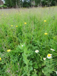 wild flowers