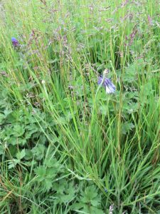 wild flowers