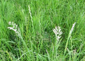 wild grass