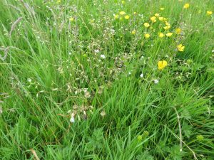 wild flowers