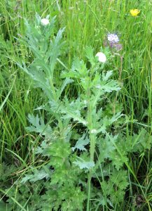 wild flowers