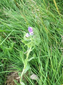 wild flowers