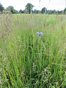 wild flowers