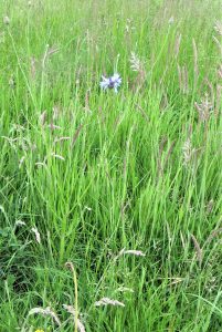 wild flowers