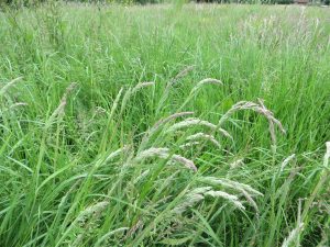 wild grass