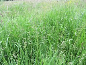wild grass