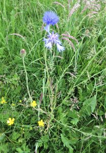 wild flowers
