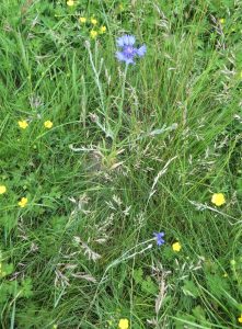 wild flowers