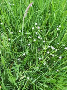 wild flowers