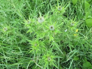 wild flowers